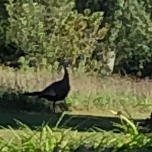 Meet your Posher, Shirley